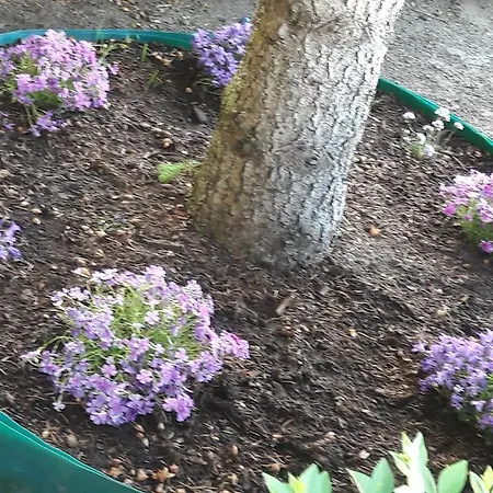 Szaloky Apartmanhaz *