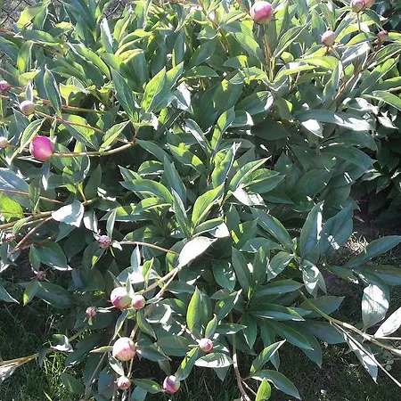 Lejlighed Szaloky Apartmanhaz *